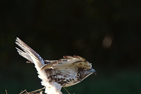 포토 JPG 해외이미지 동물 야생동물 캐나다 자연 조류 성인 사람없음 디지털 시골 행운 생태계 육식동물 장면 서식지 내추럴 동물상 해외202004 해외포토 컨셉 북아메리카 사람 조형물 파일형식