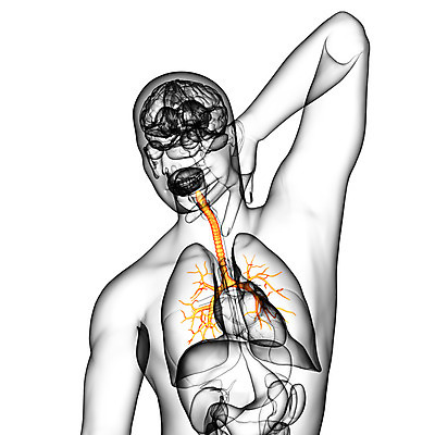 포토 JPG 해외이미지 과학 신체 해부 건강 사람 사람없음 보라색 오르간 해외202004 해외포토 컬러 의학 건반악기 파일형식