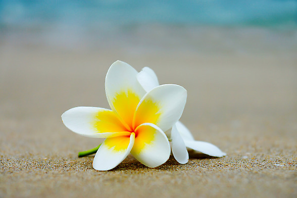 포토 JPG 해외이미지 식물 꽃잎 꽃 선 백그라운드 잎 꽃무늬 밭 자연 휴식 사람없음 장식 초록색 물 우주 스파 봄 낭만 벚꽃 흰색 나뭇가지 신선 신용카드 화려 개화 우아함 이슬 배열 초대 환영 내추럴 블러 아열대 알로하 국경 해외202004 해외포토 자연요소 나무 계절 컬러 컨셉 무늬 농업 금융 인사 생태계 파일형식