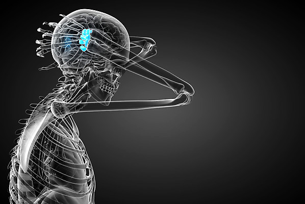 포토 JPG 해외이미지 손 해부 골격 건강 사람 사람없음 3D 해외202004 해외포토 의학 신체부위 디지털합성 파일형식