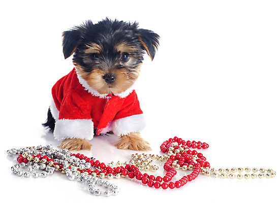 포토 JPG 해외이미지 동물 컨셉 크리스마스장식 크리스마스 산타옷 사람없음 빨간색 반려동물 코트 개 강아지 요크셔테리어 흰배경 이벤트의상 해외202004 해외포토 옷 기념일 컬러 백그라운드 포유류 외투 흰색 테리어 파일형식