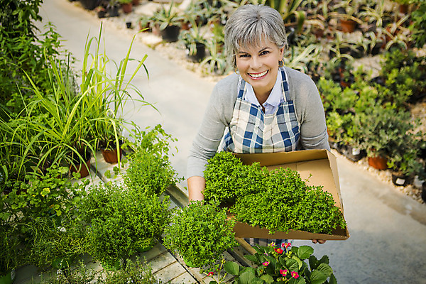 포토 JPG 해외이미지 식물 직업 응시 여자 행복 중년 한명 사람 취미 정원 앞치마 꽃집 허브 원예 정원가꾸기 백리향 온실 중년여자한명만 해외202004 해외포토 1 시선 감정 성인 상점 여자한명만 중년여자만 파일형식