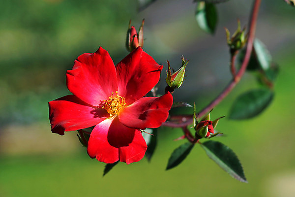 포토 JPG 해외이미지 식물 기념일 꽃잎 꽃 꽃다발 결혼 백그라운드 컨셉 꽃무늬 패턴 자연 결혼식 휴가 기념 발렌타인데이 선물 사랑 사람없음 장식 빨간색 장미 정원 축제 낭만 벚꽃 흰색 축하 신선 오픈 우아함 달콤 다발 심볼 질감 열정 부드러움 내추럴 진짜 해외202004 해외포토 감정 컬러 무늬 데이이벤트 이벤트 감각 맛 생태계 파일형식