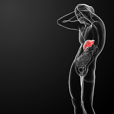 포토 JPG 해외이미지 과학 신체 해부 건강 사람 사람없음 내부 약 고통 하트 오르간 신장 생물학 간 암 방광 췌장 염증 지라 해외202004 해외포토 모양 교육 감정 의학 장기_의학 건반악기 비뇨기관 질병 파일형식
