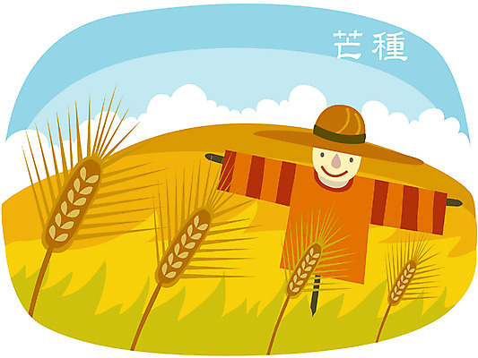 EPS 주간 클립아트 계절 일러스트 곡류 논 풍경 사람없음 야외 농촌 시골 절기 허수아비 보리 망종 국내일러스트 자연요소 농업 파일형식 벡터