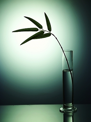 포토 JPG 스튜디오촬영 식물 식기 꽃 실루엣 잎 자연 주방용품 유리병 나뭇잎 조명 실내 사람없음 세로 초록색 빛 반사 꽃병 꽃꽂이 오브젝트 국내포토 컬러 생활용품 병_용기 촬영기법 내부 생태계 원예 파일형식