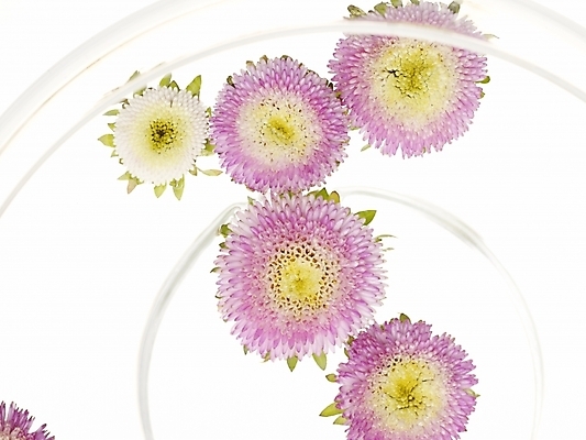 포토 JPG 식물 꽃 국화 실내 가을꽃 근접촬영 사람없음 가로 물 하이앵글 컬러풀 보라색 유리그릇 국내포토 자연요소 그릇 뷰포인트 컬러 유리 내부 파일형식 가을_계절