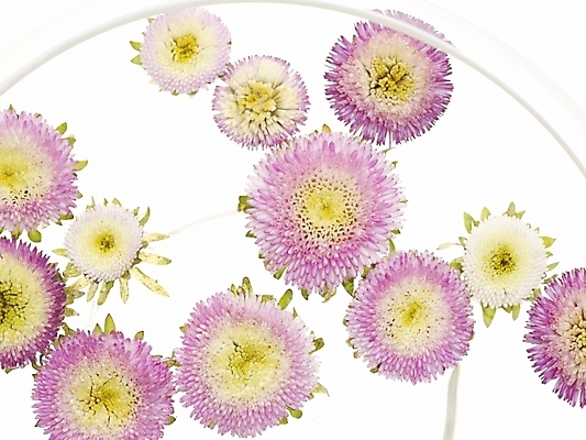 포토 JPG 식물 꽃 국화 실내 가을꽃 근접촬영 사람없음 가로 물 하이앵글 컬러풀 보라색 유리그릇 국내포토 자연요소 그릇 뷰포인트 컬러 유리 내부 파일형식 가을_계절