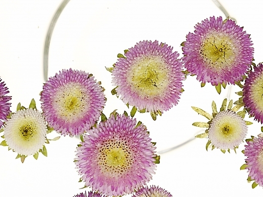 포토 JPG 식물 꽃 국화 실내 가을꽃 근접촬영 사람없음 가로 물 하이앵글 유리그릇 국내포토 자연요소 그릇 뷰포인트 유리 내부 파일형식 가을_계절