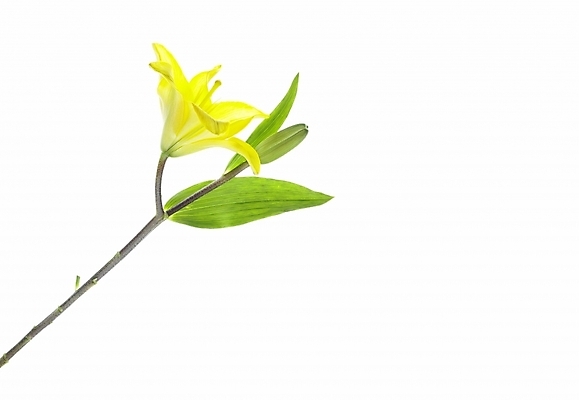 포토 JPG 식물 꽃 한송이 여름꽃 실내 누끼 근접촬영 사람없음 가로 초록색 노란색 백합 국내포토 1 뷰포인트 컬러 내부 송이 파일형식 여름_계절