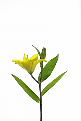 포토 JPG 식물 꽃 한송이 여름꽃 실내 누끼 근접촬영 사람없음 세로 초록색 노란색 백합 국내포토 1 뷰포인트 컬러 내부 송이 파일형식 여름_계절