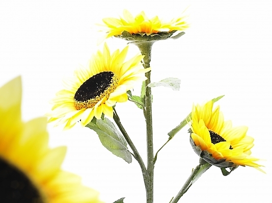 포토 JPG 스튜디오촬영 식물 꽃 여름꽃 해바라기 실내 근접촬영 사람없음 가로 초록색 노란색 국내포토 뷰포인트 컬러 내부 파일형식 여름_계절