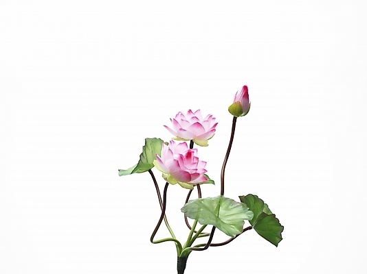 포토 JPG 스튜디오촬영 식물 꽃 분홍색 여름꽃 실내 연꽃 누끼 근접촬영 사람없음 가로 초록색 연잎 세송이 국내포토 뷰포인트 컬러 잎 3 내부 파일형식 여름_계절