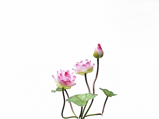 포토 JPG 스튜디오촬영 식물 꽃 분홍색 여름꽃 실내 연꽃 누끼 근접촬영 사람없음 가로 초록색 연잎 세송이 국내포토 뷰포인트 컬러 잎 3 내부 파일형식 여름_계절