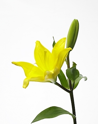 포토 JPG 스튜디오촬영 식물 꽃 한송이 여름꽃 실내 누끼 근접촬영 사람없음 세로 초록색 노란색 백합 국내포토 1 뷰포인트 컬러 내부 송이 파일형식 여름_계절