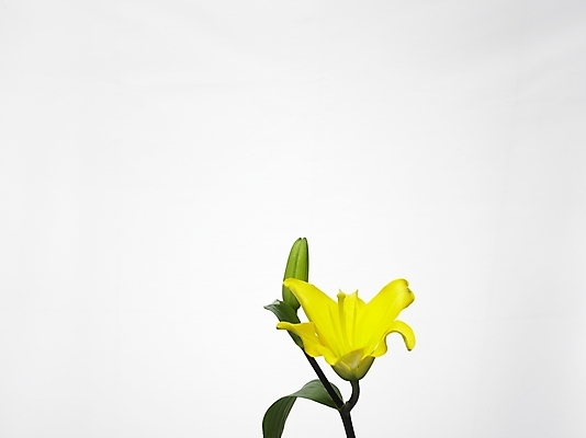 포토 JPG 스튜디오촬영 식물 꽃 한송이 여름꽃 실내 누끼 근접촬영 사람없음 가로 초록색 노란색 백합 국내포토 1 뷰포인트 컬러 내부 송이 파일형식 여름_계절