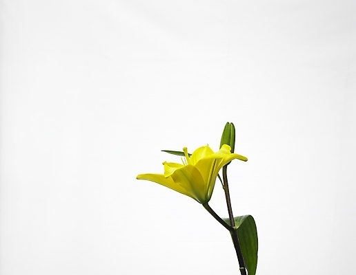 포토 JPG 스튜디오촬영 식물 꽃 한송이 여름꽃 실내 누끼 근접촬영 사람없음 가로 초록색 노란색 백합 국내포토 1 뷰포인트 컬러 내부 송이 파일형식 여름_계절