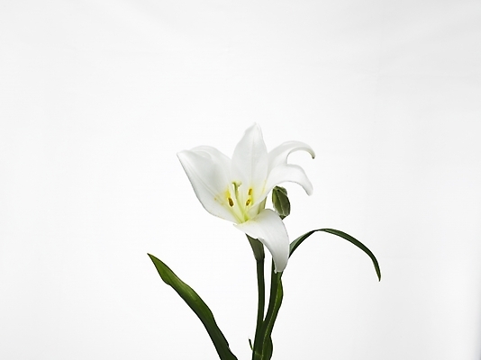 포토 JPG 스튜디오촬영 식물 꽃 한송이 여름꽃 실내 누끼 근접촬영 사람없음 가로 초록색 흰색 백합 국내포토 1 뷰포인트 컬러 내부 송이 파일형식 여름_계절