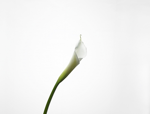 포토 JPG 스튜디오촬영 식물 꽃 한송이 여름꽃 실내 누끼 근접촬영 사람없음 가로 초록색 흰색 카라 국내포토 1 뷰포인트 컬러 내부 송이 파일형식 여름_계절