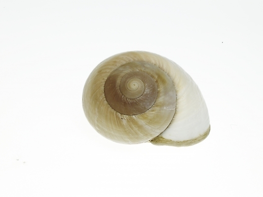 포토 스튜디오촬영 연체동물 실내 누끼 근접촬영 사람없음 가로 소라 국내포토 뷰포인트 어패류 무척추동물 내부 파일형식