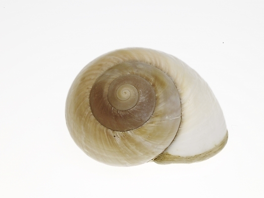 포토 스튜디오촬영 연체동물 실내 누끼 근접촬영 사람없음 가로 소라 국내포토 뷰포인트 어패류 무척추동물 내부 파일형식