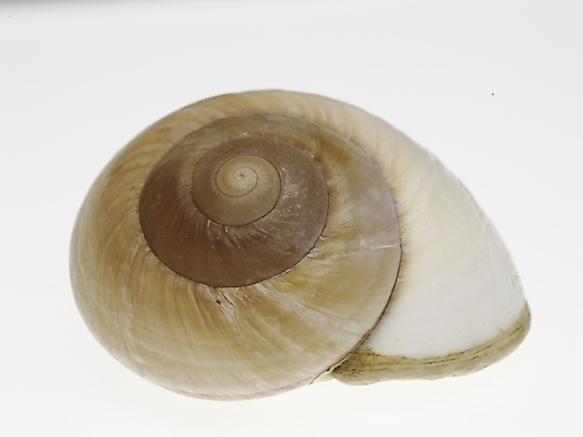 포토 스튜디오촬영 연체동물 실내 누끼 근접촬영 사람없음 가로 소라 국내포토 뷰포인트 어패류 무척추동물 내부 파일형식