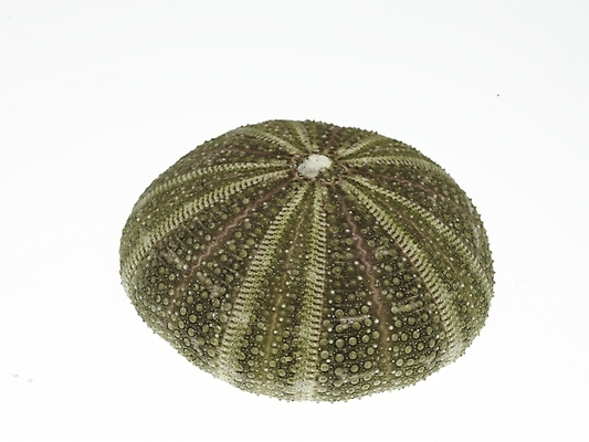 포토 스튜디오촬영 조개 연체동물 실내 누끼 근접촬영 사람없음 가로 국내포토 뷰포인트 어패류 무척추동물 내부 파일형식