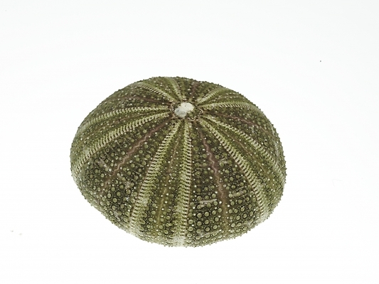 포토 스튜디오촬영 조개 연체동물 실내 누끼 근접촬영 사람없음 가로 국내포토 뷰포인트 어패류 무척추동물 내부 파일형식