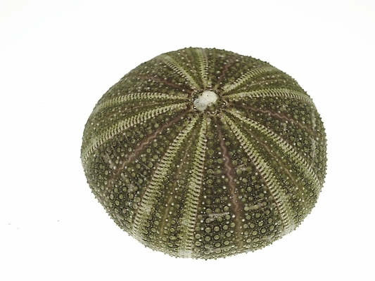 포토 스튜디오촬영 조개 연체동물 실내 누끼 근접촬영 사람없음 가로 국내포토 뷰포인트 어패류 무척추동물 내부 파일형식