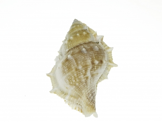 포토 스튜디오촬영 연체동물 실내 누끼 근접촬영 사람없음 가로 소라 국내포토 뷰포인트 어패류 무척추동물 내부 파일형식