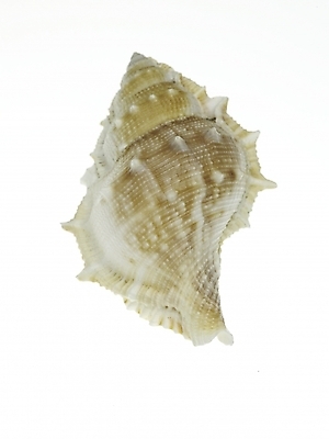 포토 스튜디오촬영 연체동물 실내 누끼 근접촬영 사람없음 세로 소라 국내포토 뷰포인트 어패류 무척추동물 내부 파일형식