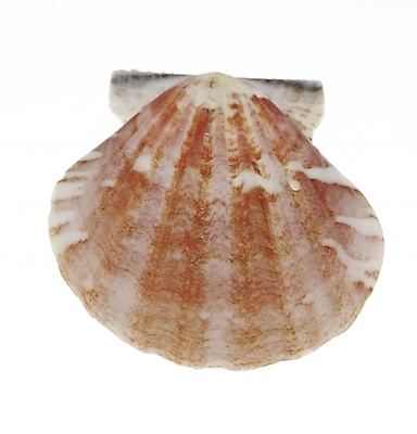 포토 스튜디오촬영 조개 연체동물 실내 누끼 근접촬영 사람없음 세로 국내포토 뷰포인트 어패류 무척추동물 내부 파일형식