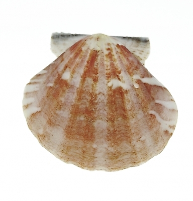 포토 스튜디오촬영 조개 연체동물 실내 누끼 근접촬영 사람없음 세로 국내포토 뷰포인트 어패류 무척추동물 내부 파일형식