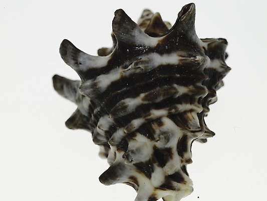 포토 스튜디오촬영 연체동물 실내 근접촬영 사람없음 가로 소라 국내포토 뷰포인트 어패류 무척추동물 내부 파일형식