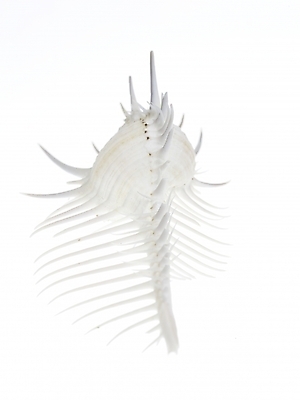 포토 스튜디오촬영 연체동물 실내 누끼 근접촬영 사람없음 세로 흰색 소라 국내포토 뷰포인트 컬러 어패류 무척추동물 내부 파일형식