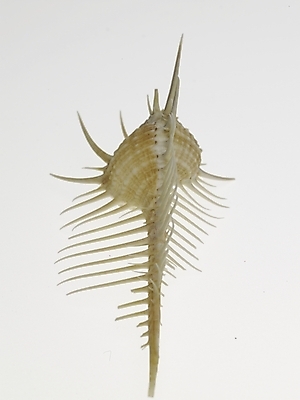 포토 스튜디오촬영 연체동물 실내 누끼 근접촬영 사람없음 세로 소라 국내포토 뷰포인트 어패류 무척추동물 내부 파일형식