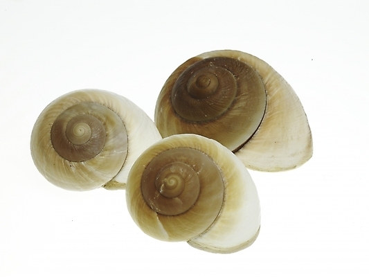 포토 스튜디오촬영 연체동물 실내 세마리 누끼 근접촬영 사람없음 가로 소라 국내포토 뷰포인트 어패류 무척추동물 3 내부 파일형식