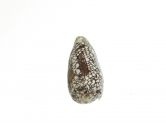 포토 스튜디오촬영 조개 연체동물 실내 누끼 사람없음 가로 국내포토 어패류 무척추동물 내부 파일형식