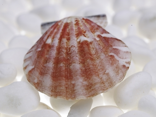 포토 스튜디오촬영 조개 연체동물 실내 누끼 근접촬영 사람없음 가로 돌_바위 흰색 백돌 국내포토 뷰포인트 컬러 어패류 무척추동물 내부 파일형식