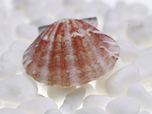 포토 스튜디오촬영 조개 연체동물 실내 누끼 근접촬영 사람없음 가로 돌_바위 흰색 백돌 국내포토 뷰포인트 컬러 어패류 무척추동물 내부 파일형식