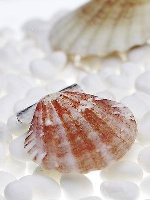 포토 스튜디오촬영 조개 연체동물 실내 근접촬영 사람없음 세로 돌_바위 흰색 백돌 국내포토 뷰포인트 컬러 어패류 무척추동물 내부 파일형식