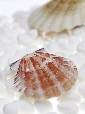 포토 스튜디오촬영 조개 연체동물 실내 근접촬영 사람없음 세로 돌_바위 흰색 백돌 국내포토 뷰포인트 컬러 어패류 무척추동물 내부 파일형식