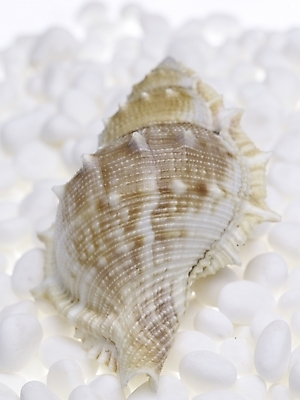 포토 스튜디오촬영 연체동물 실내 근접촬영 사람없음 세로 돌_바위 흰색 소라 백돌 국내포토 뷰포인트 컬러 어패류 무척추동물 내부 파일형식