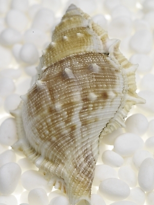 포토 스튜디오촬영 연체동물 실내 근접촬영 사람없음 세로 돌_바위 흰색 소라 백돌 국내포토 뷰포인트 컬러 어패류 무척추동물 내부 파일형식