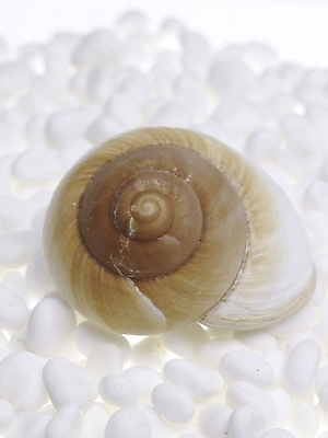 포토 스튜디오촬영 연체동물 실내 누끼 근접촬영 사람없음 세로 돌_바위 조약돌 흰색 소라 백돌 국내포토 뷰포인트 컬러 어패류 무척추동물 내부 파일형식