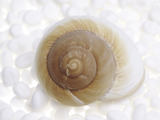 포토 스튜디오촬영 연체동물 실내 누끼 근접촬영 사람없음 가로 돌_바위 조약돌 흰색 소라 백돌 국내포토 뷰포인트 컬러 어패류 무척추동물 내부 파일형식