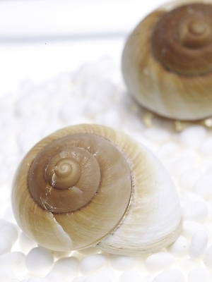 포토 스튜디오촬영 연체동물 실내 근접촬영 사람없음 세로 돌_바위 조약돌 흰색 소라 백돌 국내포토 뷰포인트 컬러 어패류 무척추동물 내부 파일형식