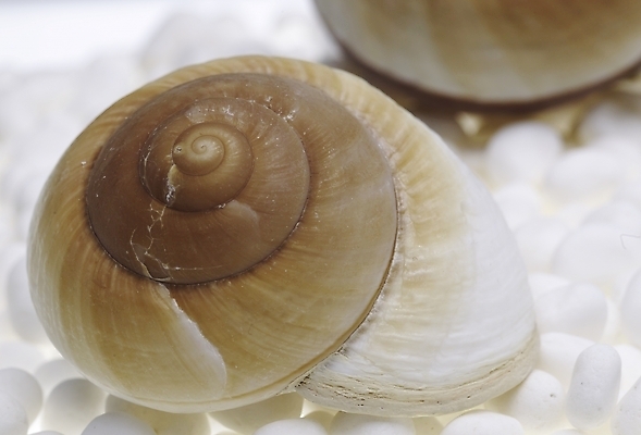 포토 스튜디오촬영 연체동물 실내 근접촬영 사람없음 가로 돌_바위 조약돌 흰색 소라 백돌 국내포토 뷰포인트 컬러 어패류 무척추동물 내부 파일형식