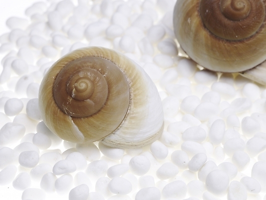 포토 스튜디오촬영 연체동물 실내 근접촬영 사람없음 가로 돌_바위 조약돌 흰색 소라 백돌 국내포토 뷰포인트 컬러 어패류 무척추동물 내부 파일형식