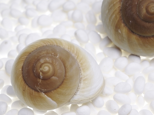 포토 스튜디오촬영 연체동물 실내 근접촬영 사람없음 가로 돌_바위 조약돌 흰색 소라 백돌 국내포토 뷰포인트 컬러 어패류 무척추동물 내부 파일형식